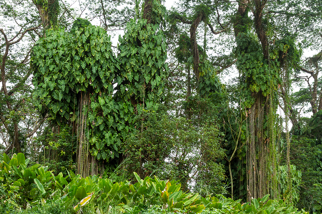Hawaii - 056.jpg